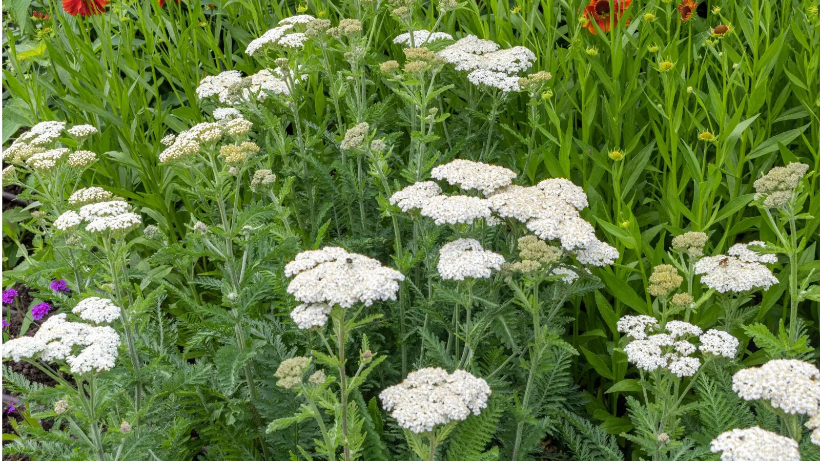 Gerbkräuter für Pferde – natürliche Hilfe bei Kotwasser, Reizdarm und sensibler Darmschleimhaut - petsbiotics