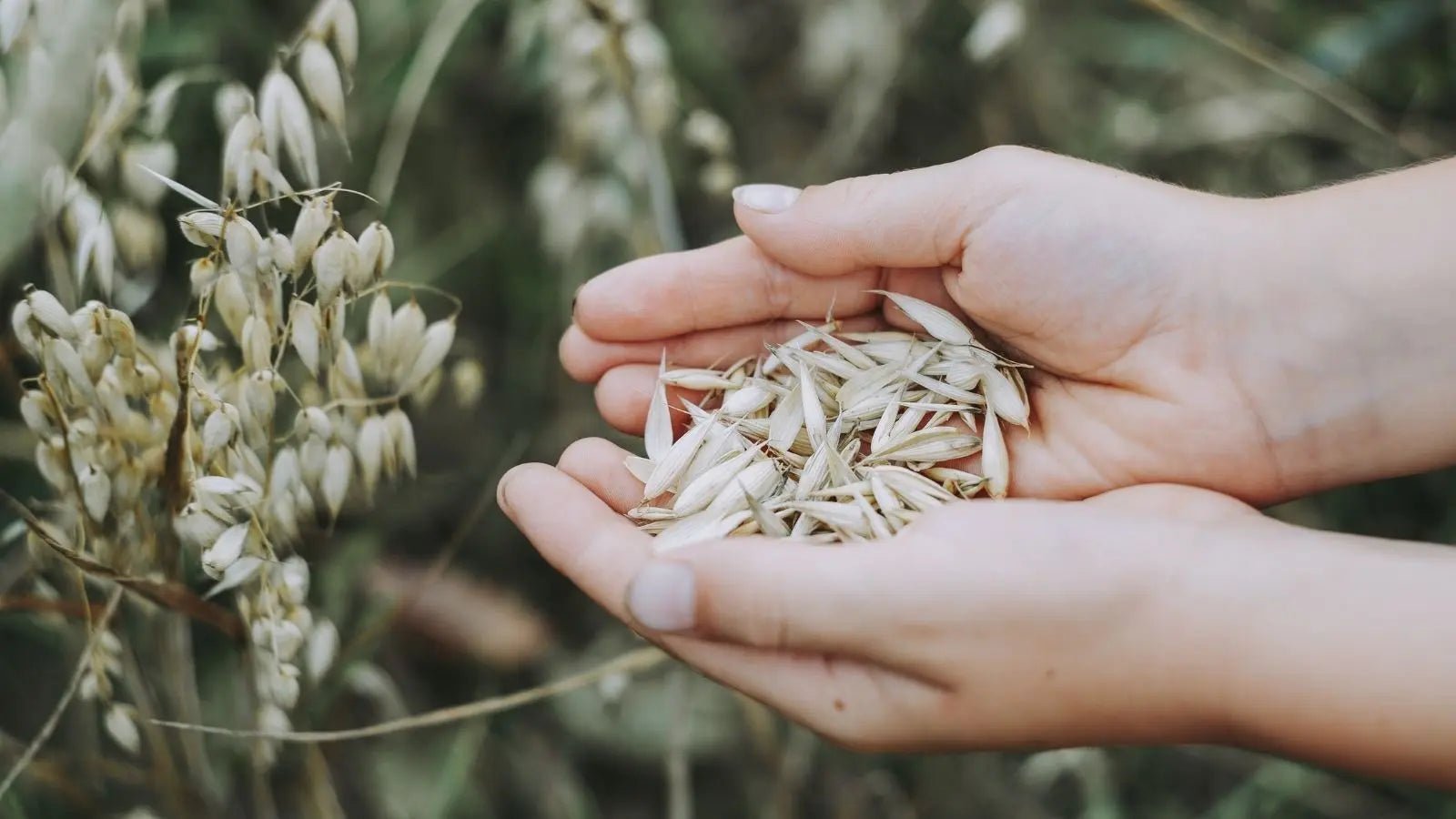 Hafer für Pferde – natürliches Kraftfutter für Energie, Verdauung & glänzendes Fell - petsbiotics