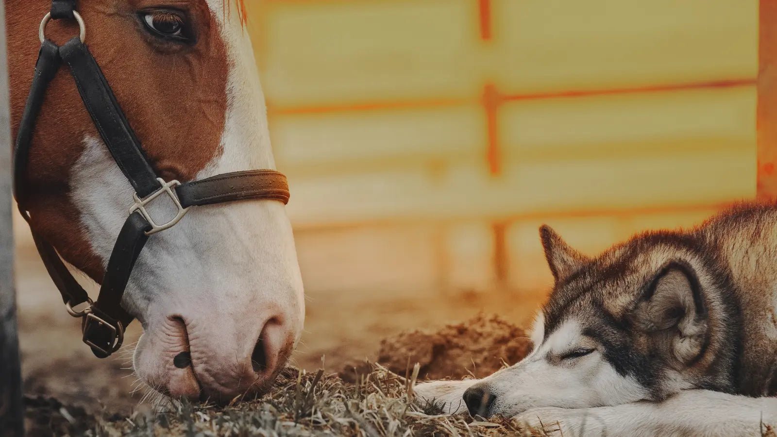 Vitamin B12 für Hunde & Pferde – natürliches Nervenvitamin bei Allergien, Verdauung & Erschöpfung - petsbiotics