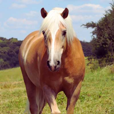 Darmgesundheit bei Pferden - Wie werde ich Darmprobleme endlich los?