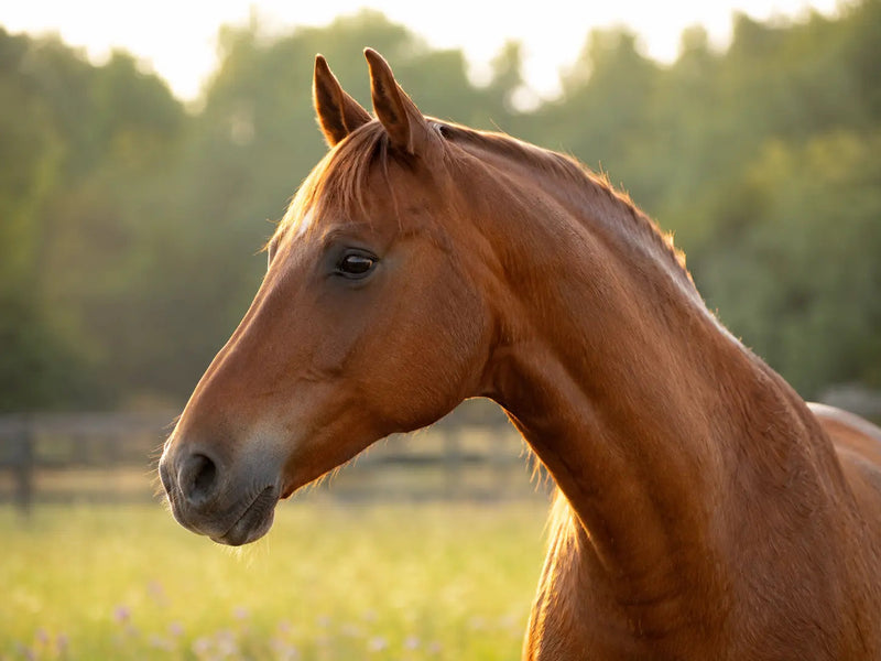 Atlas beim Pferd: Warum der erste Halswirbel so eine wichtige Rolle spielt petsbiotics