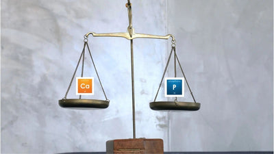 Calcium‑Phosphor‑Balance beim Pferd – Lebenswichtig für Knochen, Hufe & Gesundheit