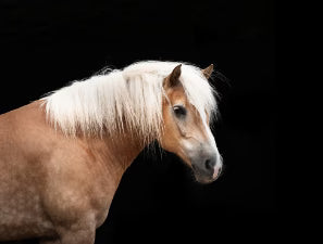 Produkte für den Beginn